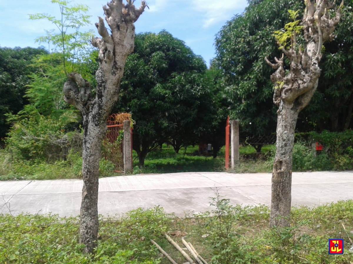 Sacrifice Sale from P2,000/sqm to P1,500/sqm Mango Farm in Calangag, Bacong [available] - photo 3