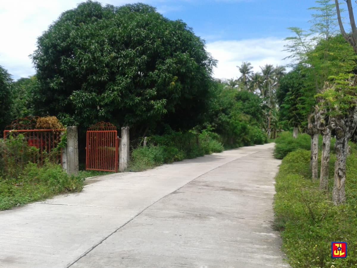 Sacrifice Sale from P2,000/sqm to P1,500/sqm Mango Farm in Calangag, Bacong [available] - photo 4