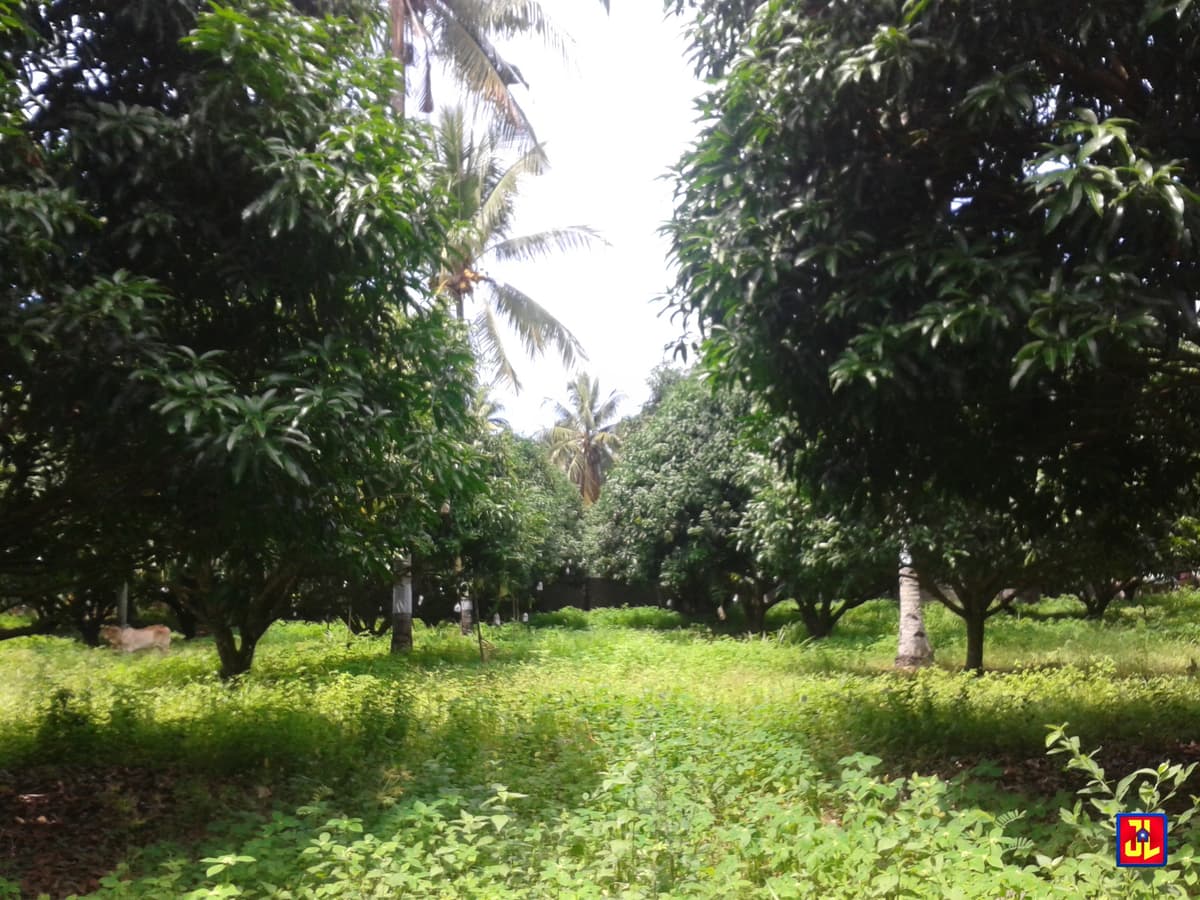 Sacrifice Sale from P2,000/sqm to P1,500/sqm Mango Farm in Calangag, Bacong [available] - photo 1