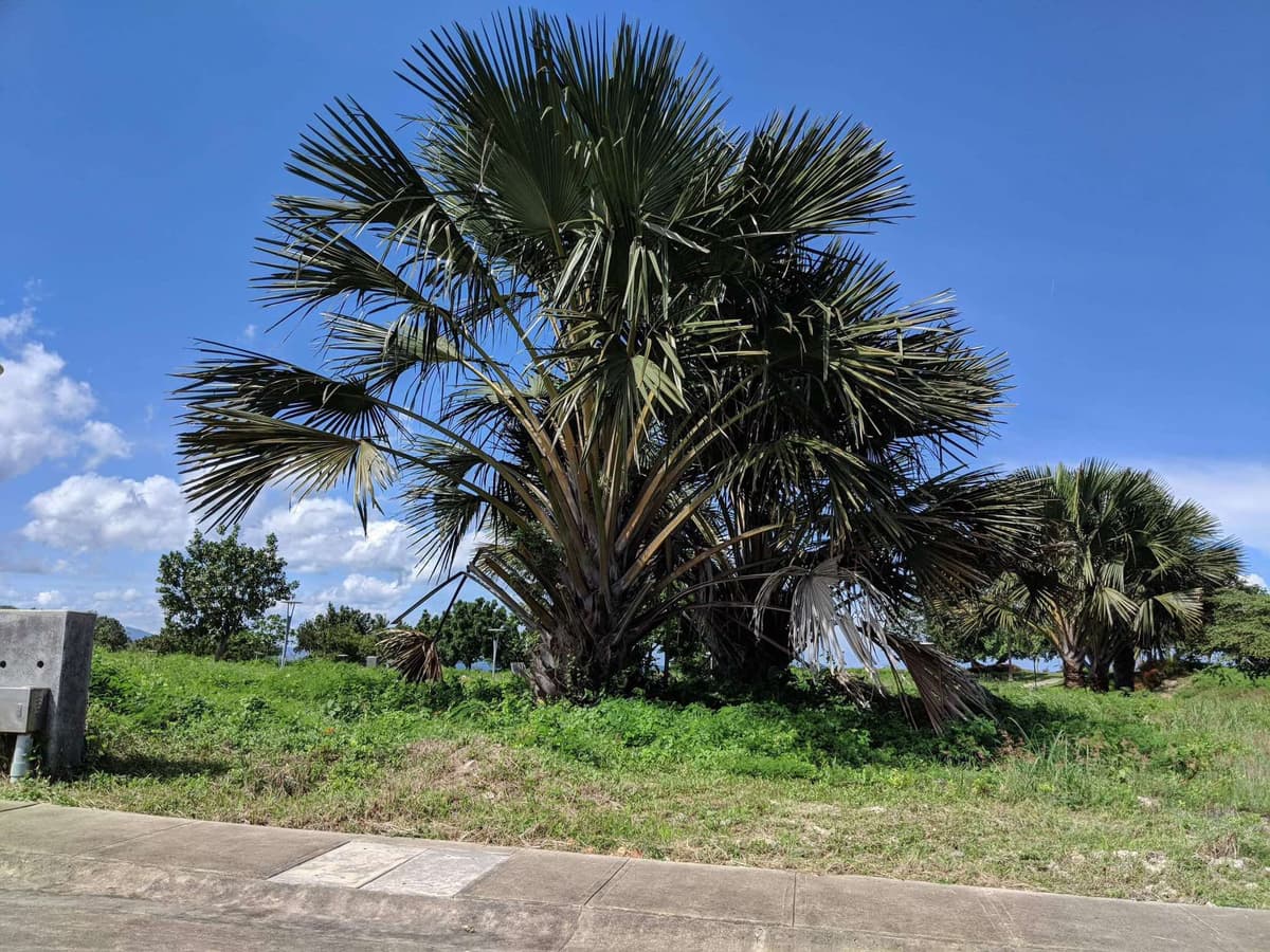 AMARA NORTH LILOAN LOT FOR SALE - photo 3