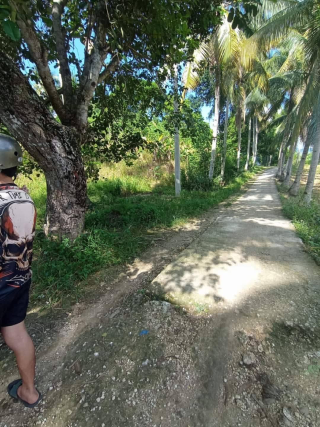 FARM LOT FOR SALE AT DANAO CITY CEBU - photo 5