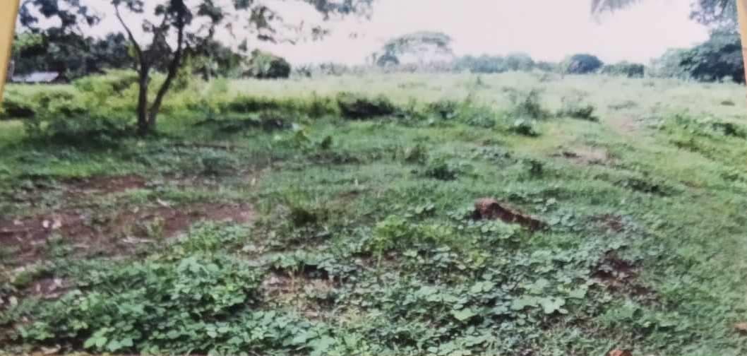 ORMOC FARM LOT FOR SALE - photo 6