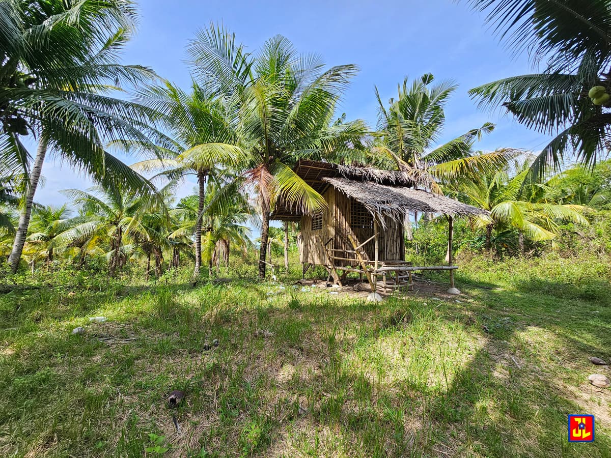 For Sale 3,666sqm Farm Lot in Calo, San Jose, Negros Oriental [available] - photo 3