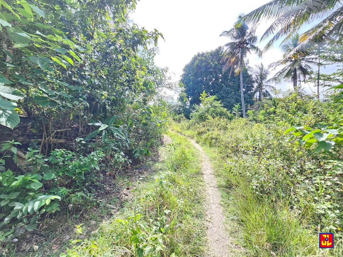 For Sale 3,666sqm Farm Lot in Calo, San Jose, Negros Oriental [available] - photo 4