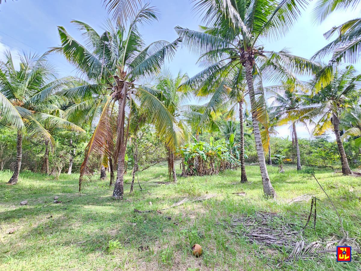 For Sale 3,666sqm Farm Lot in Calo, San Jose, Negros Oriental [available] - photo 1