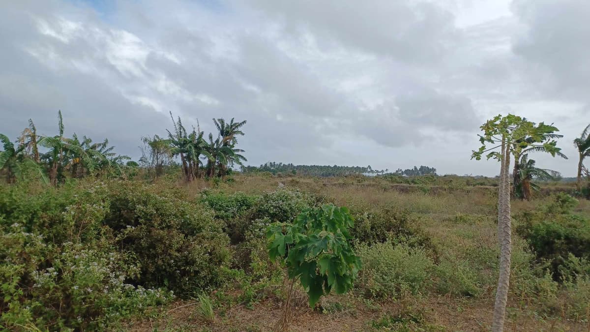 Pulupandan Lot for sale along the road - photo 5