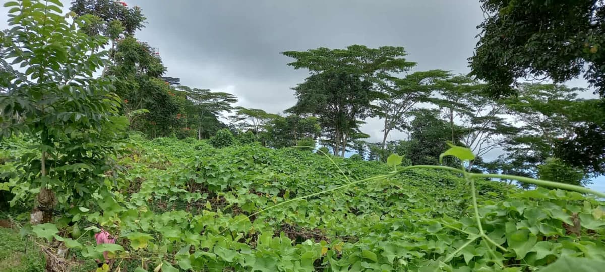 4.5 hectares Farm Lot for Sale in Kaatuan, Lantapan, Bukidnon - photo 2