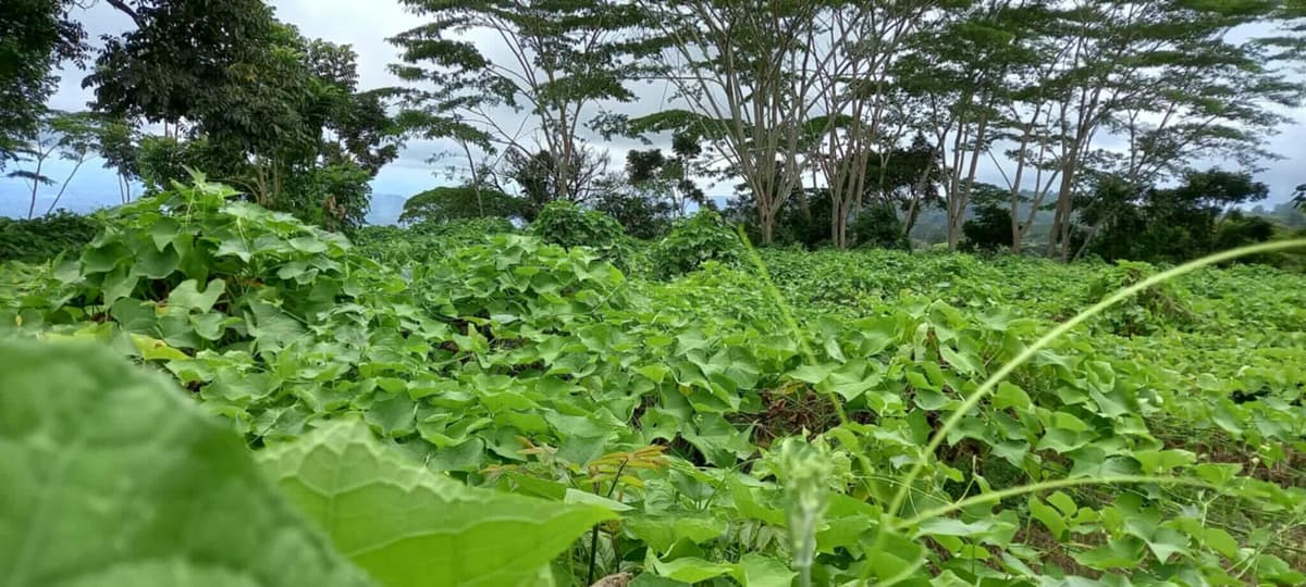 4.5 hectares Farm Lot for Sale in Kaatuan, Lantapan, Bukidnon - photo 3