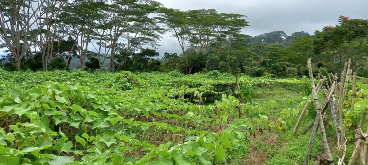 4.5 hectares Farm Lot for Sale in Kaatuan, Lantapan, Bukidnon - photo 4