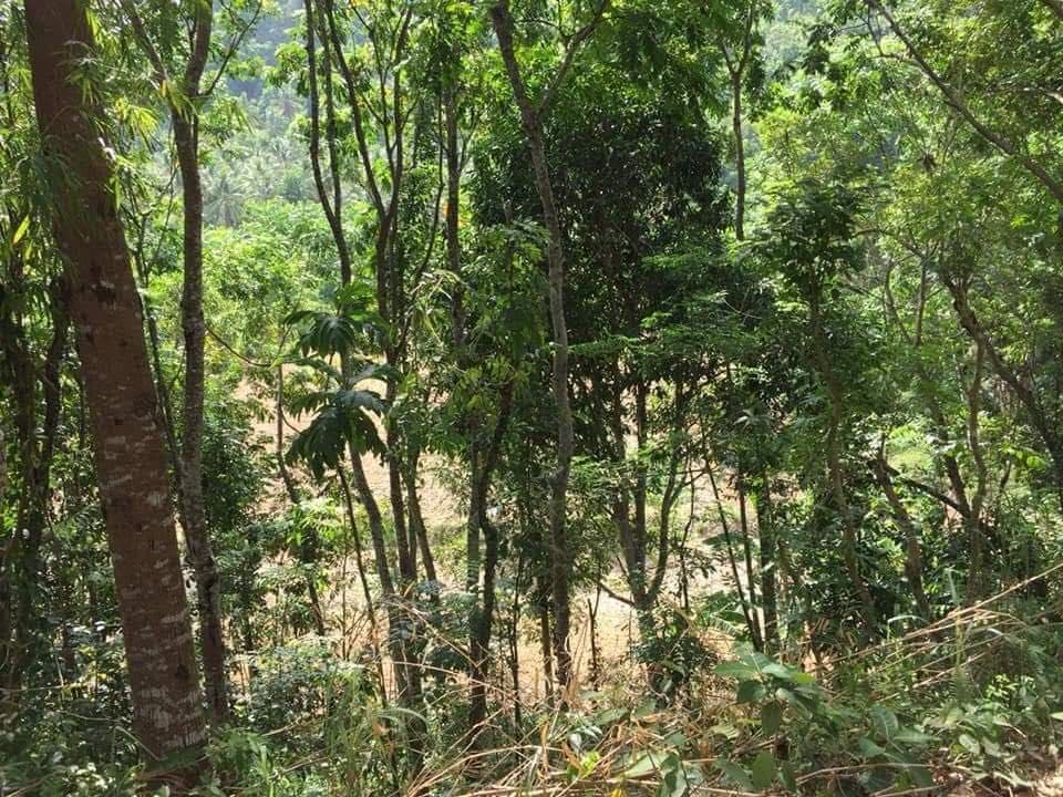 Titled Farm lot for sale in Balungag San Fernando Cebu - photo 5