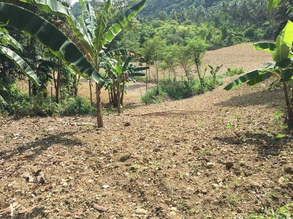 Titled Farm lot for sale in Balungag San Fernando Cebu - photo 1