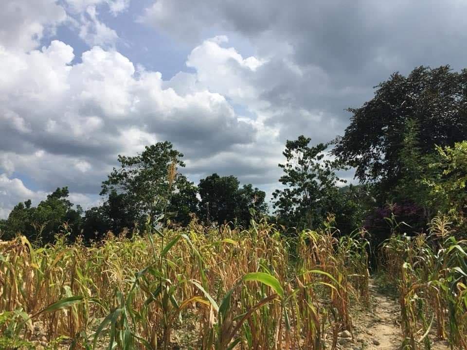 Titled Farm lot for sale in Balungag San Fernando Cebu - photo 6