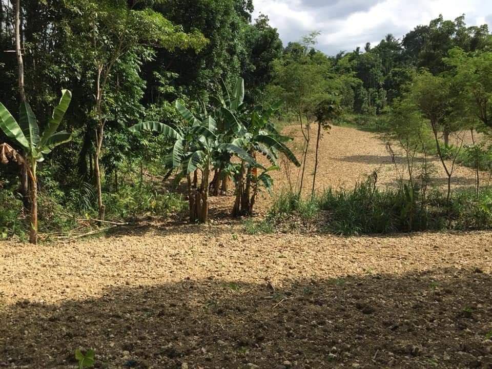 Titled Farm lot for sale in Balungag San Fernando Cebu - photo 3