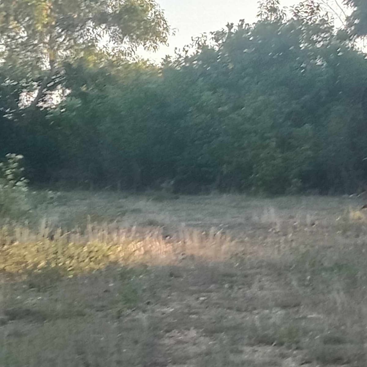 Agricultural lot - photo 3