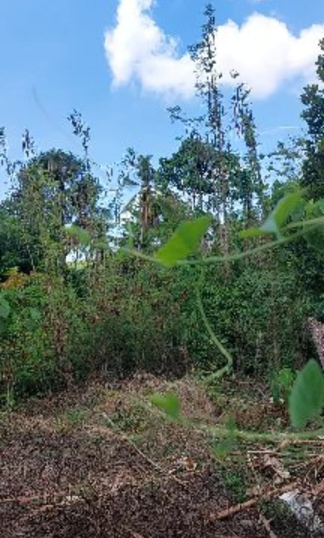 Residential or Commercial Lot - photo 4