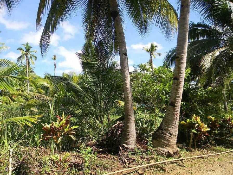 AGRICULTURAL LOT FOR SALE IN CAMOTES - photo 3