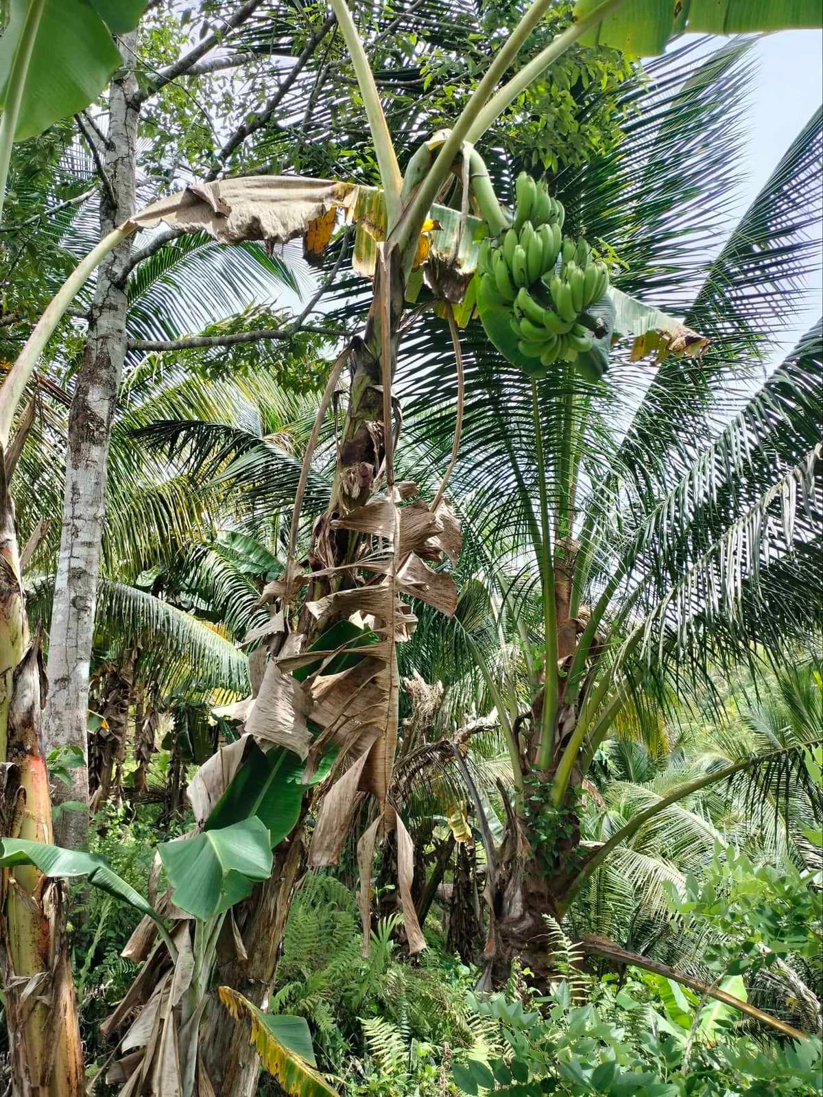 FULLY PLANTED UPLAND FARM - photo 7