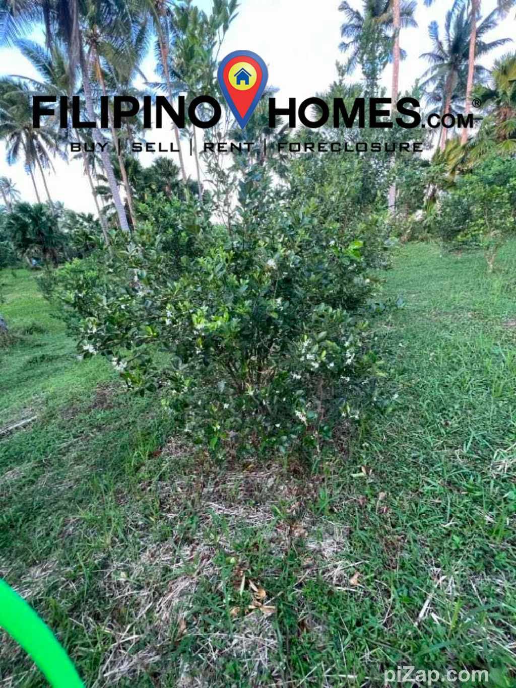For Sale: Agricultural Lot in Legazpi City – Road Frontage, Easy Access - photo 6