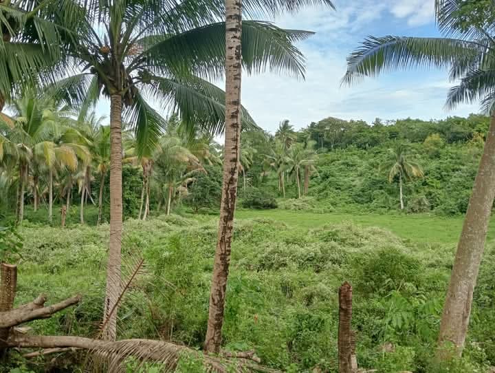 Farm Lot For Sale at Danao City - photo 6