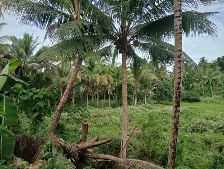 Farm Lot For Sale at Danao City - photo 7