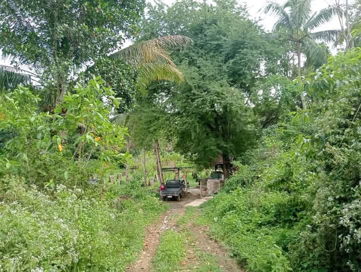 Farm Lot For Sale at Danao City - photo 4