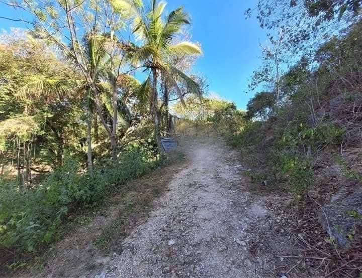 Farm Lot For Sale at Danao City - photo 2