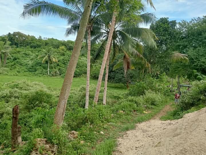 Farm Lot For Sale at Danao City - photo 3