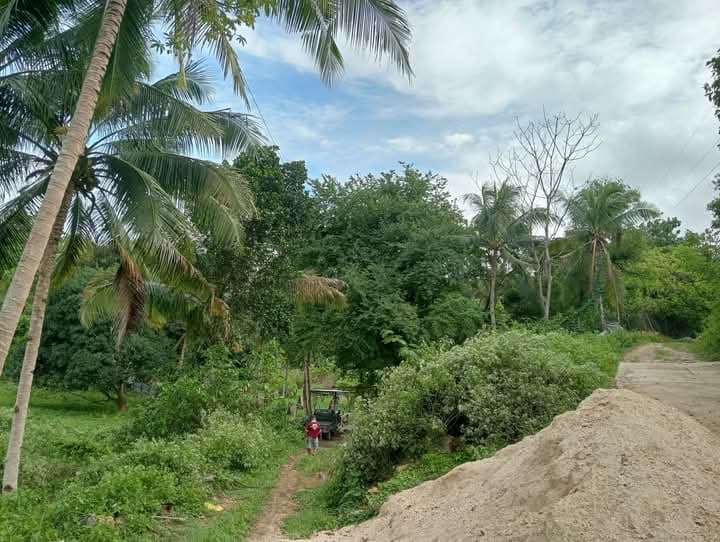 Farm Lot For Sale at Danao City - photo 5