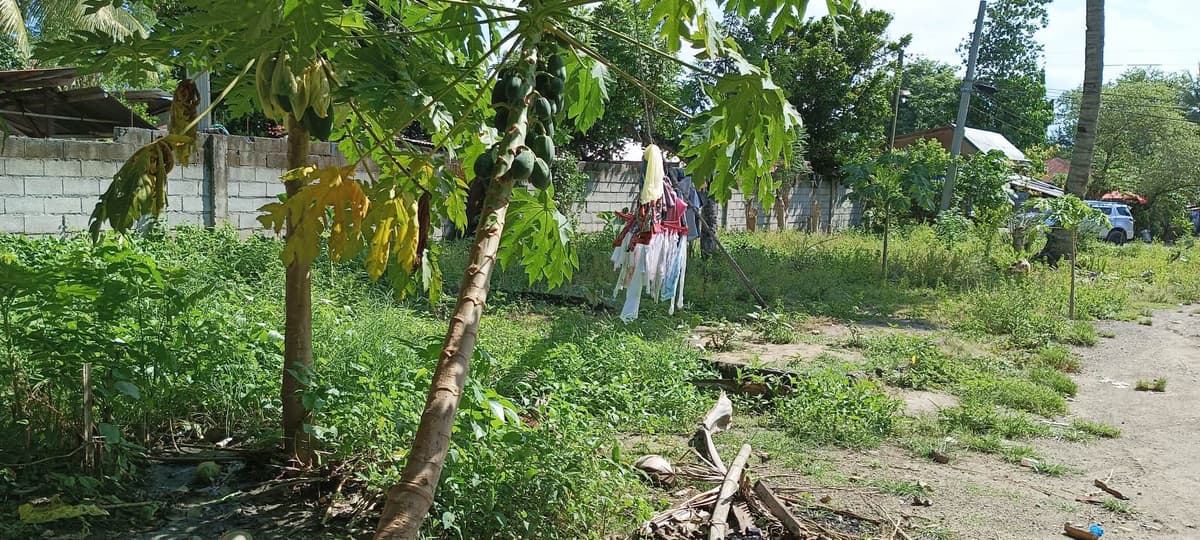 Lot for sale - photo 2