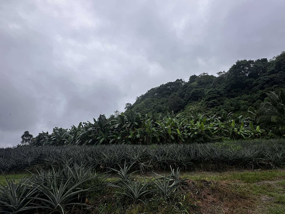 1 Hectare Agricultural Land - photo 3