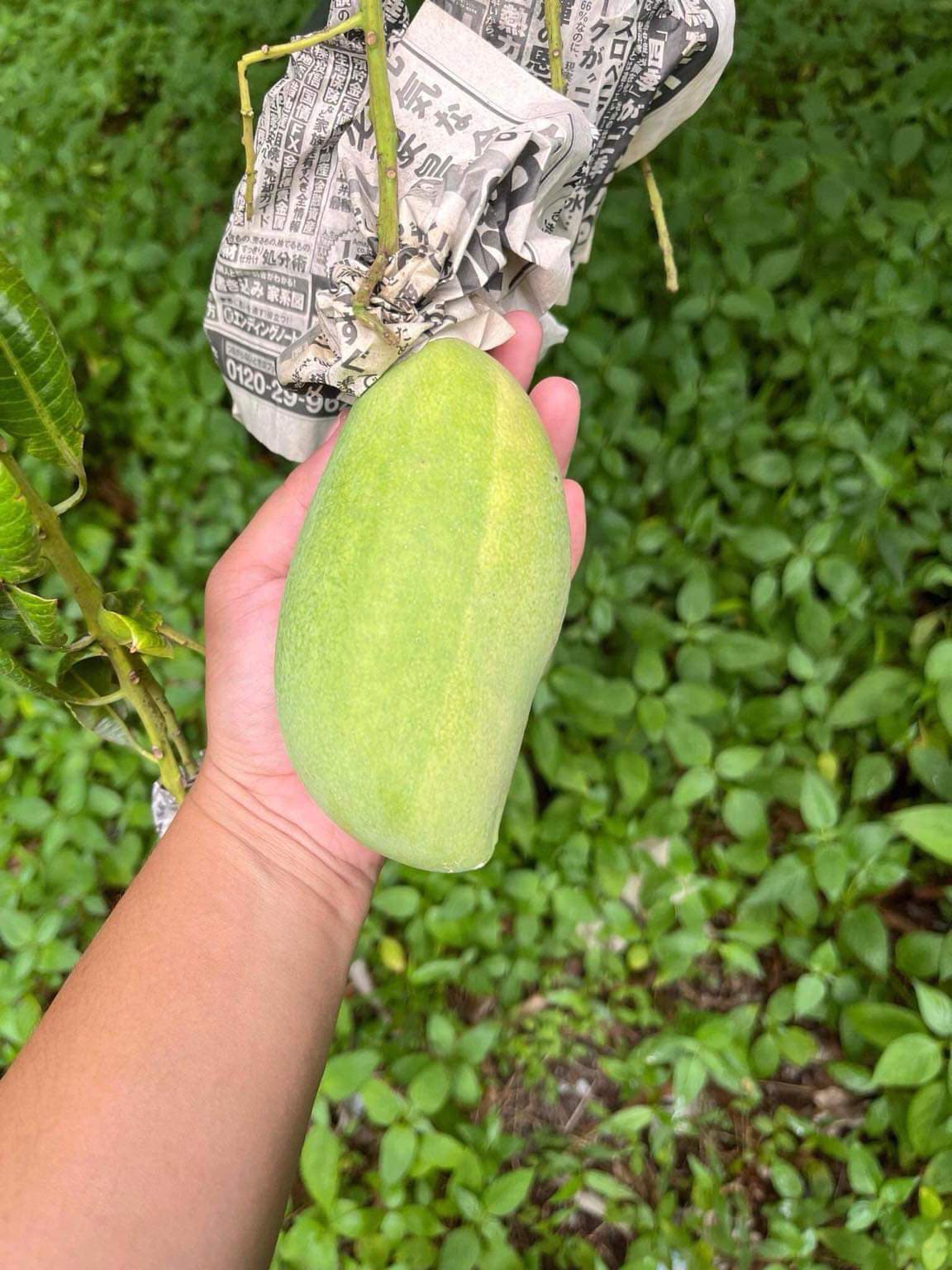 Mango Farm Lot For Sale At Polomolok, South Cotabato - photo 1