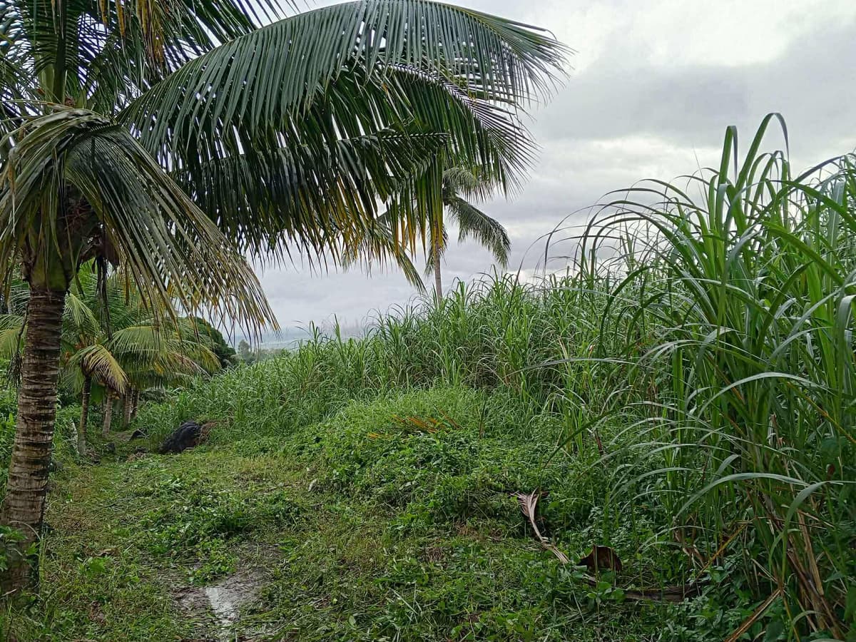 Agricultural Lot Amlan 1.5 Hectares Php1,450,000 - photo 5