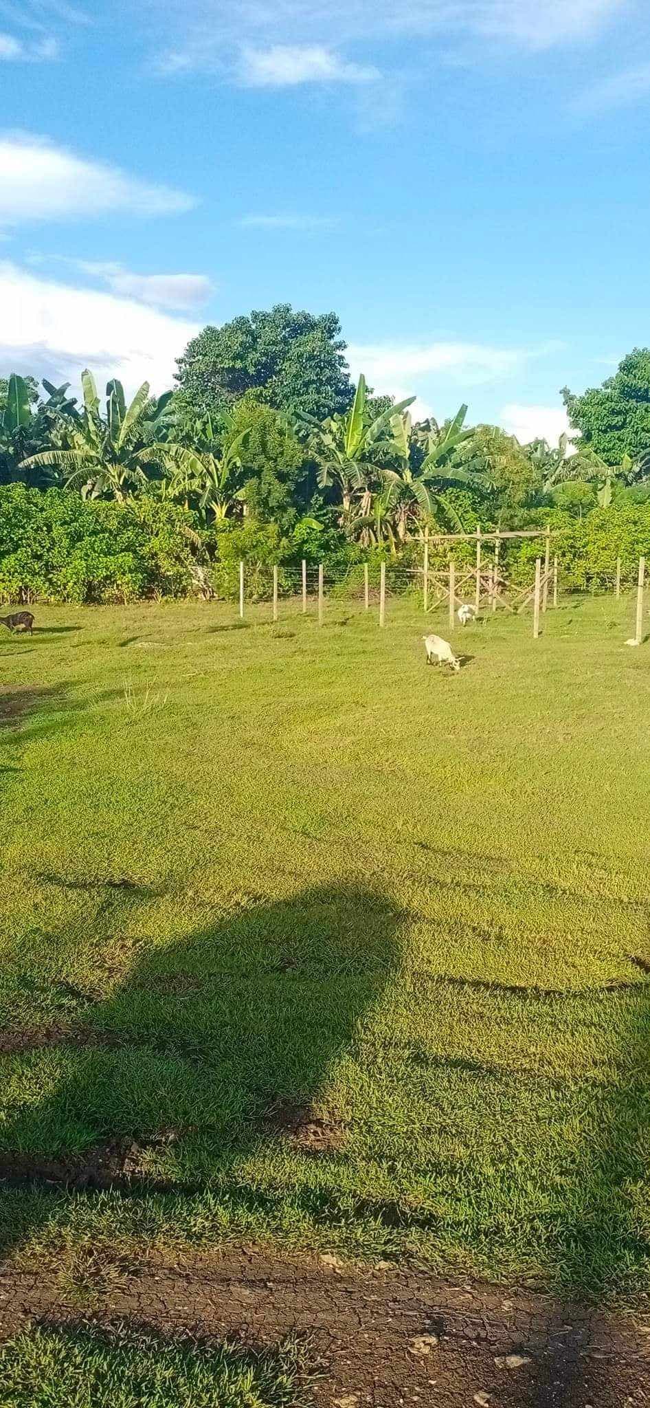 FLAT TERRAIN LOT FOR SALE IN AGUS, LAPU LAPU CITY - photo 3