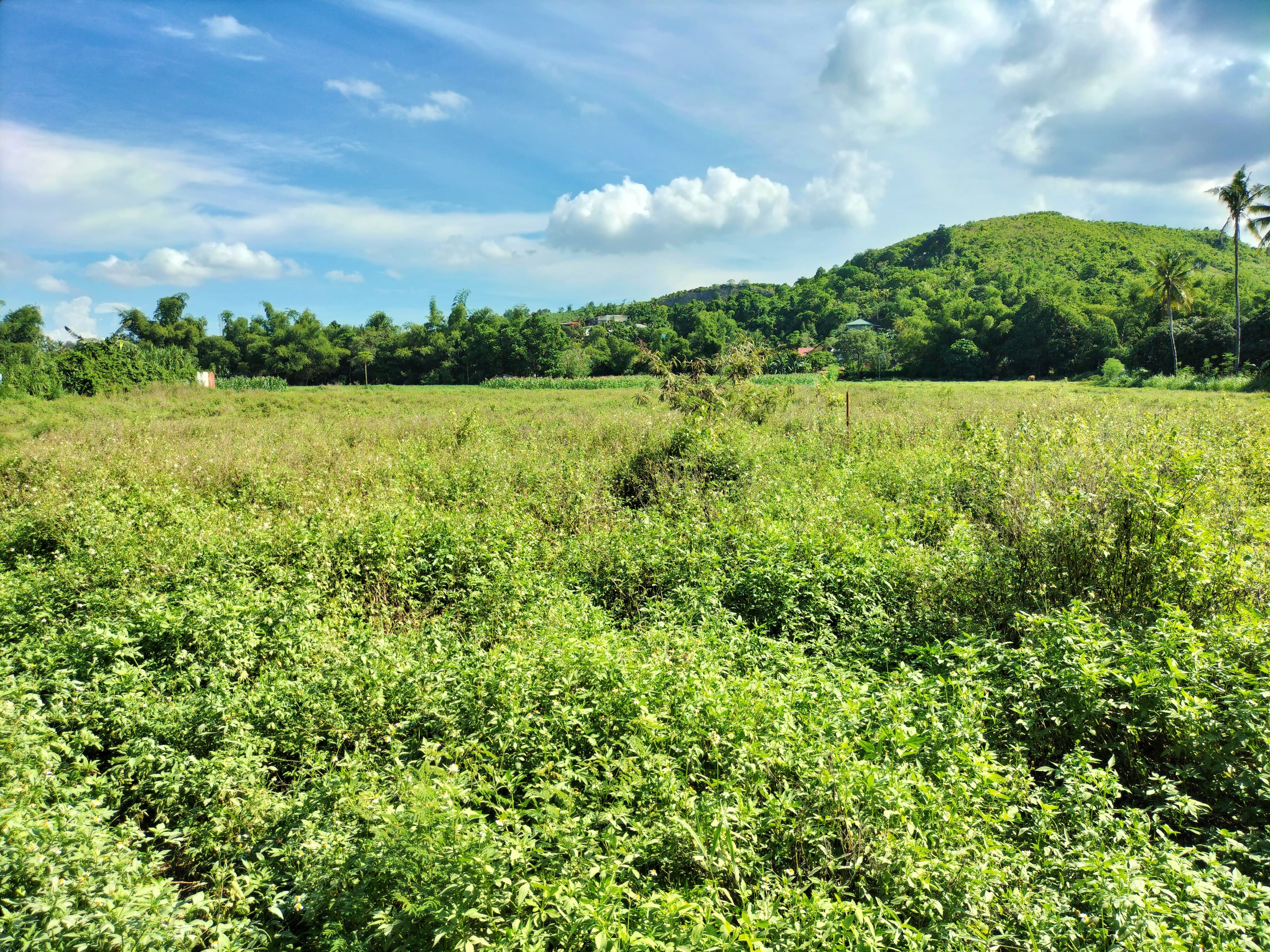 Industrial lot for sale - photo 5