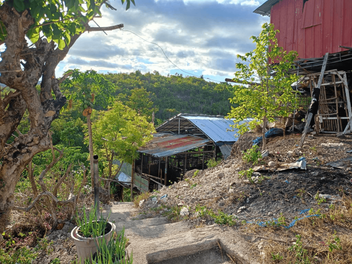 Farm Lot for Sale in Sua Argao Cebu - photo 5