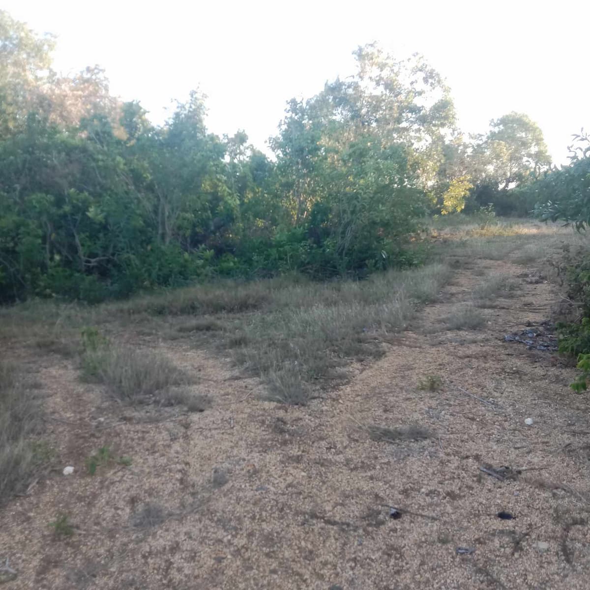 Agricultural lot - photo 1